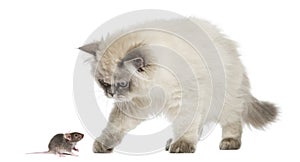 British Longhair kitten reaching at a mouse, isolated