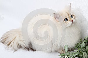 British longhair kitten of silver color on black background. Cute fluffy kitten with blue eyes. Pets at cozy home. Top