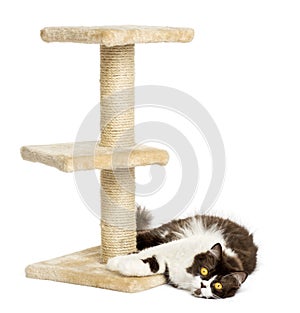 British longhair lying down at the foot of a cat tree, isolated