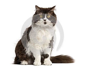 British Longhair sitting, facing, isolated