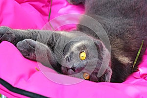 british lop-eared cat lying on the sofa