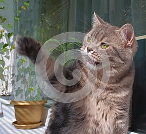 British marmoreal cat playing