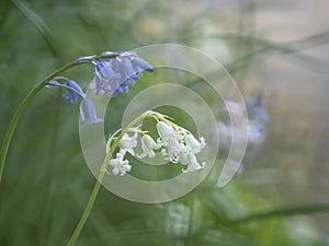 British native bluebell, Hyacinthoides non-scripta. Blue and white. NB shallow depth of field.