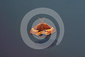 British Oak Eggar moth on glass window, during storm.