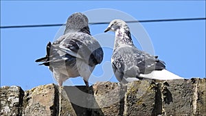 British pigeon pigeons birds bird pets pet animals wild wildlife pests vermin urban roosting nesting roost