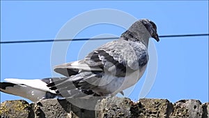 British pigeon pigeons birds bird pets pet animals wild wildlife pests vermin urban roosting nesting roost