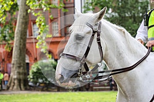 British policeman on white horseback patrolling along street in London, guarding the city