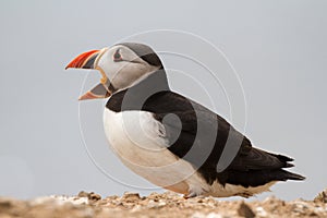 British Puffin Seabird & x28;Fratercula arctica& x29; from Skomer Island,