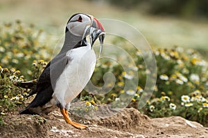 British Puffin Seabird & x28;Fratercula arctica& x29; from Skomer Island,