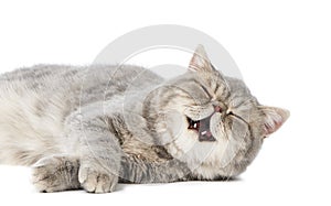 British purring kitten cat isolated