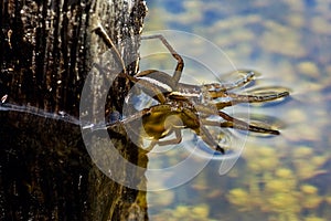 British Raft spider hunting