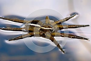 British Raft spider resting on water