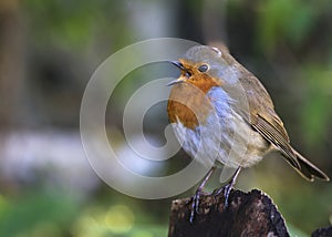 A British Red Robin