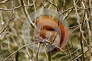 British Red Squirrel