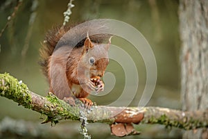 British red squirrel