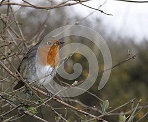 British Robin