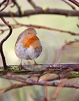 British Robin