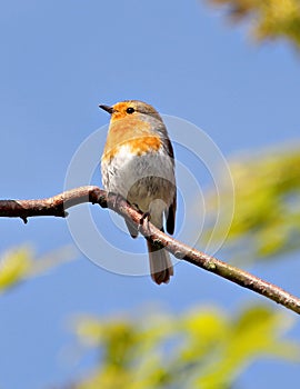 British robin