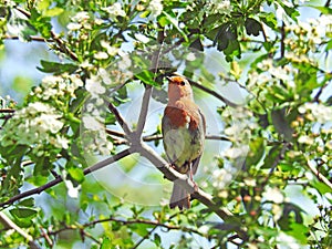 british robin bird red breast birds animals pets gardens trees meadows country rural english