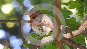 British robin bird singing high up in tree top