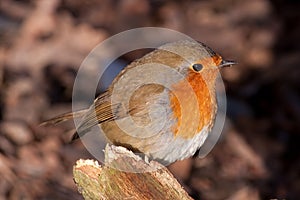 British Robin (Erithacus rubecula) photo