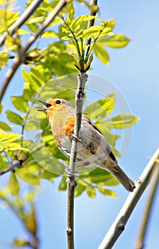 British robin singing