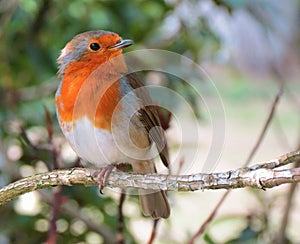 British Robin on a twig