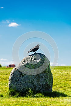 British Rook on a stone at Stonehenge