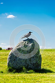 British Rook on a stone of Stonehenge