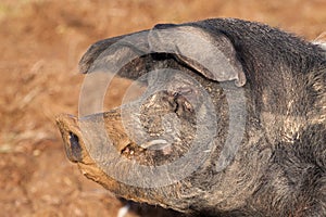 British Saddleback Boar pig