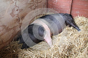 British Saddleback Farm Pig.