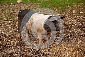 British saddleback pig