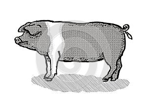 British Saddleback Pig Breed Cartoon Retro Drawing