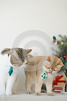 british and scottish cat wear green necktie sit on white table with christmas tree gift box and ornament decorate background