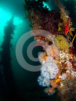 British Sea Life - Isle of Coll Peir