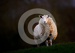 British Sheep Standing on Hill