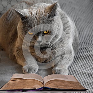 British short hair or carthusian cat reading a book