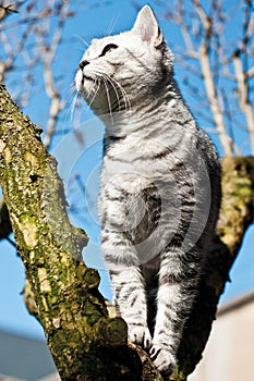 British short hair cat