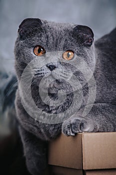 British short hair cat blue