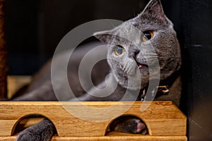 British Short hair cat blue yellow eyes, Gray cat portrait