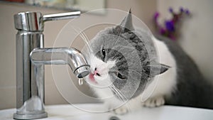 british short hair cat drinking from a water tap