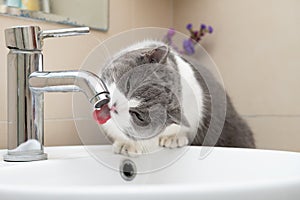 british short hair cat drinking from a water tap