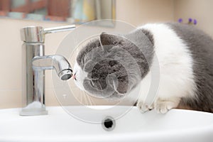 British short hair cat drinking from a water tap