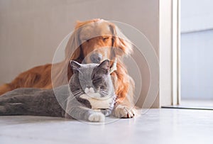 British short hair cat and golden retriever friendly to get along