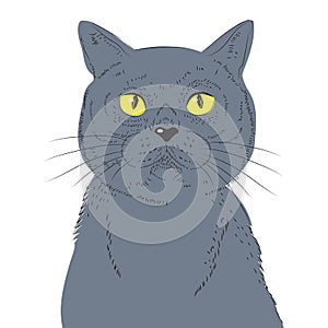 British Short hair Cat Hand Draw Vector Sketch Illustrations.