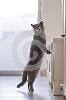 British short hair cat, indoor shooting