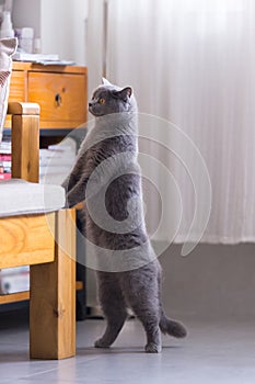 British short hair cat, indoor shooting