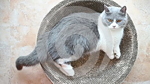 British short hair cat lying on corrugate cat scratche