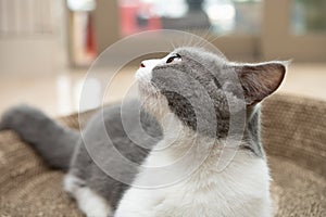 a British short hair cat lying on a corrugate cat scratcher and looking up photo