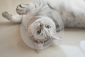 British short hair cat lying in living room